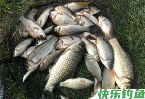掌握这几个秘技，冬天野外沟渠钓鱼定能爆护不断(图1)