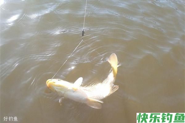 使用这些窍门，让你玩转任何大棚黑坑(图1)