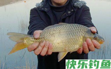 冬季钓鱼几个易被忽视的小技巧(图1) 冬季钓鱼几个易被忽视的小技巧(图1)