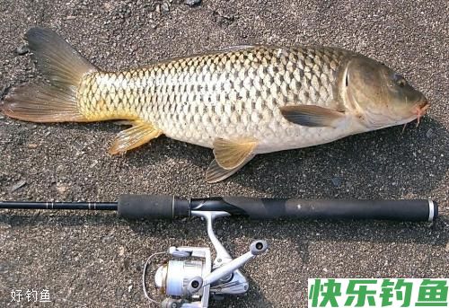 冬天钓鲫鱼的促食钓法之钓鲫鱼那几招(图3)