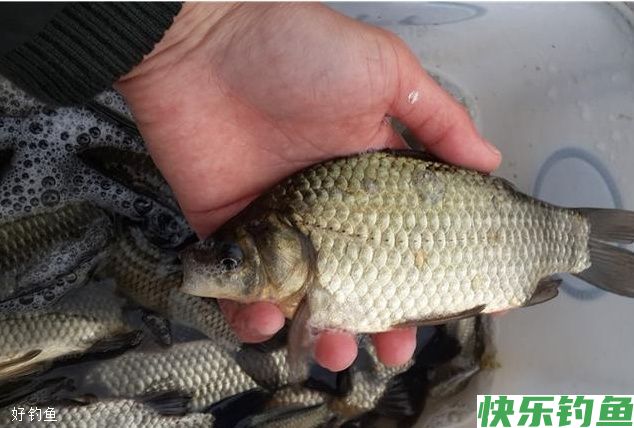 小鱼总闹窝，你注意到这两个小细节了吗？(图2)