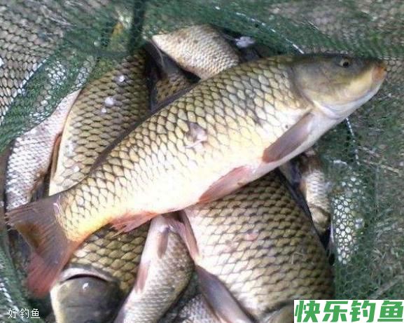 水库冬钓大板鲫,这些技巧让你钓到手软(图3) 水库冬钓大板鲫,这些技巧让你钓到手软(图3)