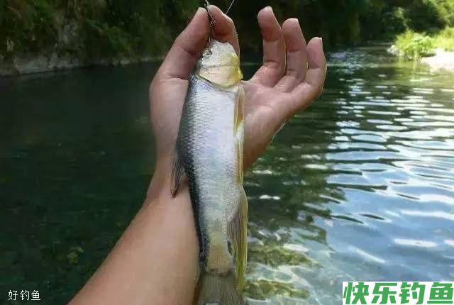 水库冬钓大板鲫,这些技巧让你钓到手软(图2) 水库冬钓大板鲫,这些技巧让你钓到手软(图2)