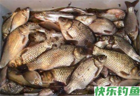 冬钓选钓位的4个关键性指标(图1) 冬钓选钓位的4个关键性指标(图1)