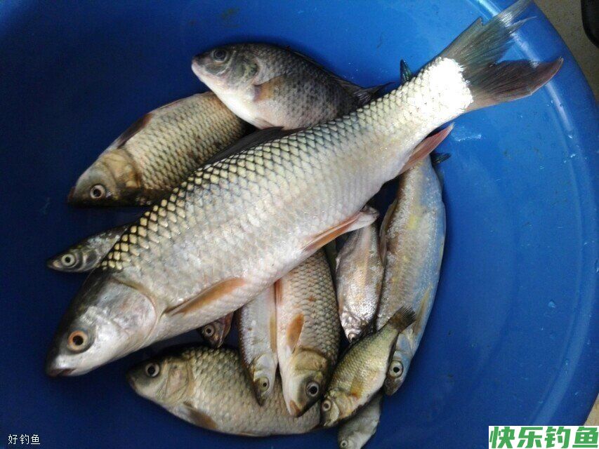 钓不到鱼?来看看南方冬季钓鱼的9个鱼类进食温度表!(图1) 钓不到鱼?来看看南方冬季钓鱼的9个鱼类进食温度表!(图1)