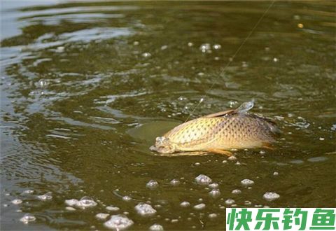 冬鲫要想钓得好,选漂调漂很重要(图2) 冬鲫要想钓得好,选漂调漂很重要(图2)