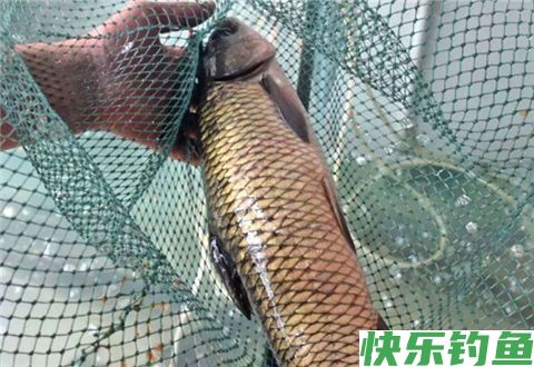 为您揭晓冬天钓鲫鱼的6个不传之秘(图2)