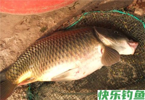 大鲫鱼冬天最好钓？前提是掌握这3招(图1)
