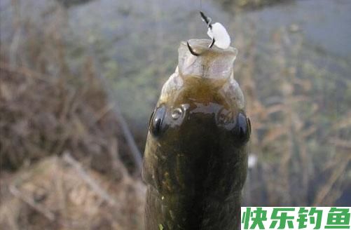 冬季钓鱼鱼儿不上钩怎么办？(图2)