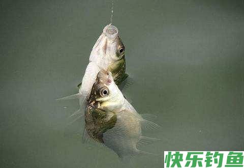 鲢鳙鱼低温作钓有哪些技巧？(图1)