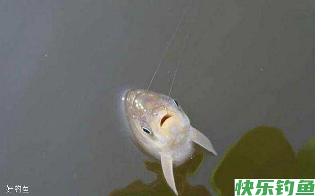 鲢鳙鱼低温作钓有哪些技巧？(图2)