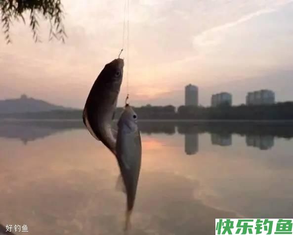 冬天最实用的钓鲫方法,想钓多少钓多少(图1) 冬天最实用的钓鲫方法,想钓多少钓多少(图1)