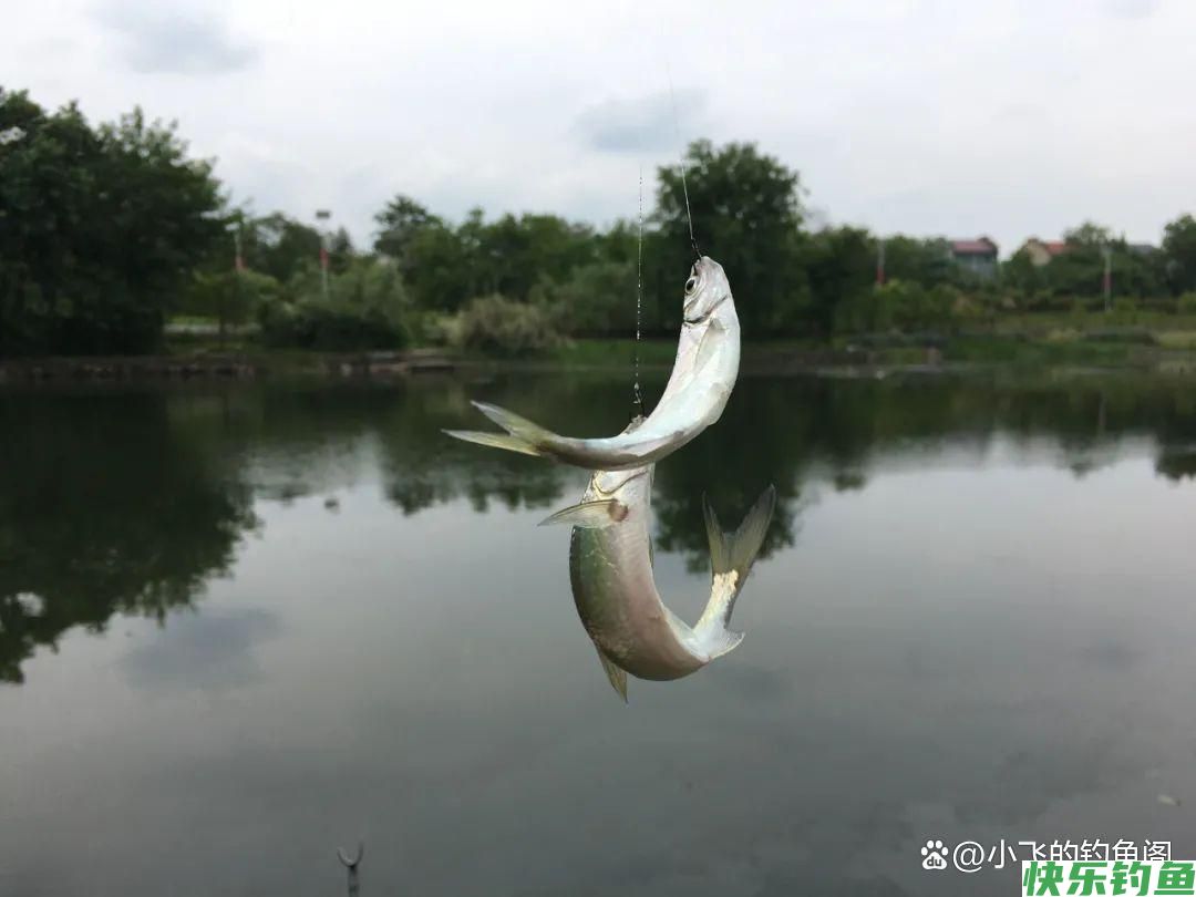 野钓防小杂鱼最管用的几种方法，新手必备技能，建议收藏(图1)