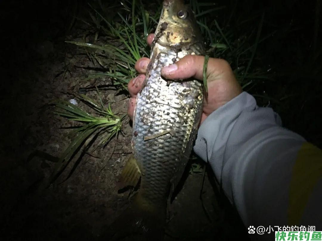野钓防小杂鱼最管用的几种方法，新手必备技能，建议收藏(图4)