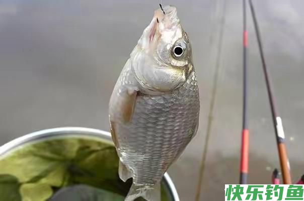 野外钓鱼子线长短如何选择？一定要根据我们的鱼情去决定(图2)