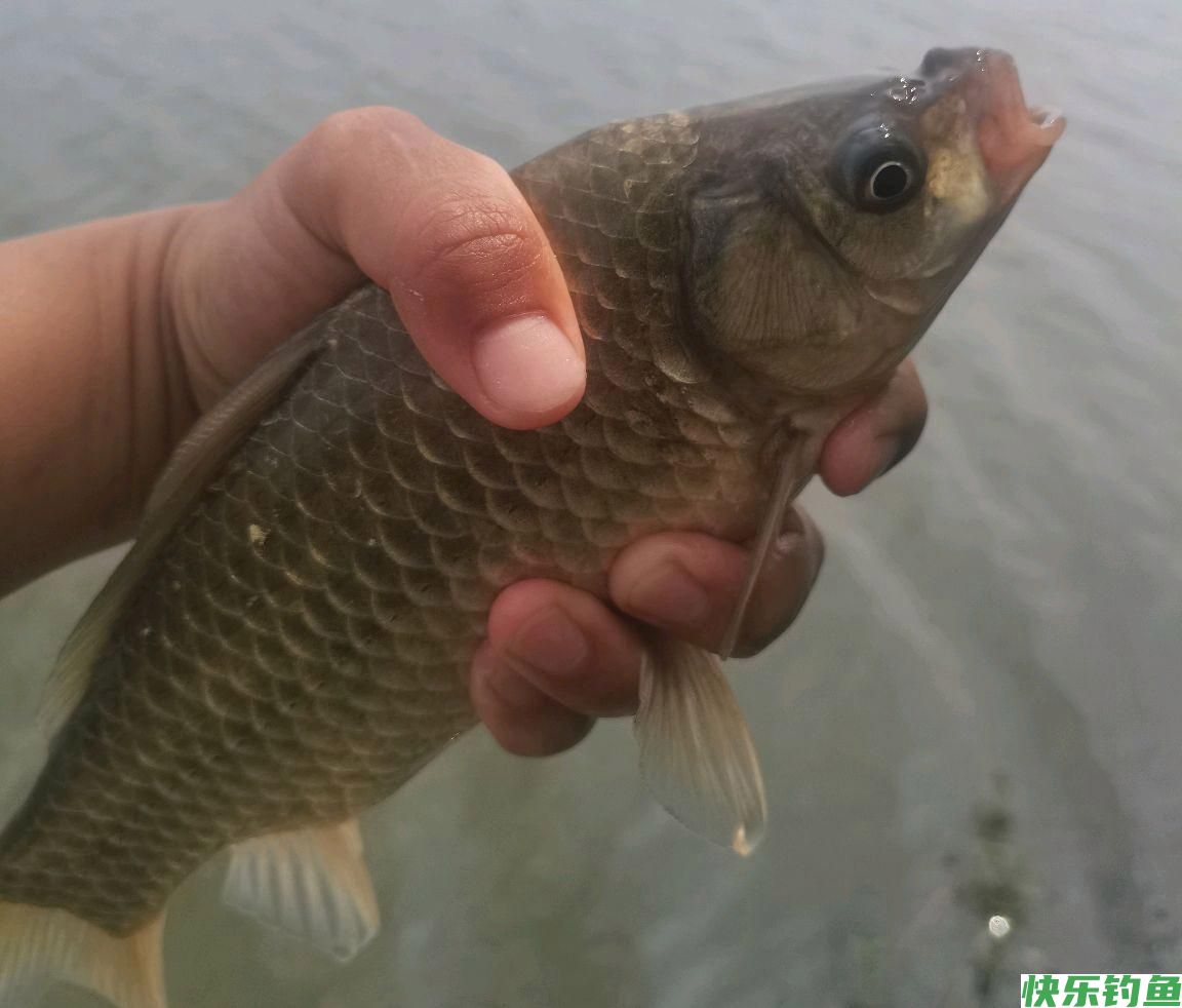 野钓鲫鱼的集中位置如何找？钓它要注意什么用什么饵钓？一次讲完(图2)