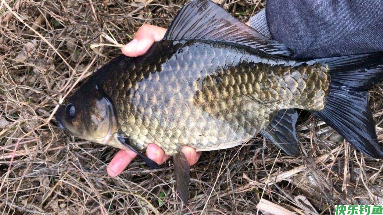 野钓鲫鱼的集中位置如何找？钓它要注意什么用什么饵钓？一次讲完(图1)