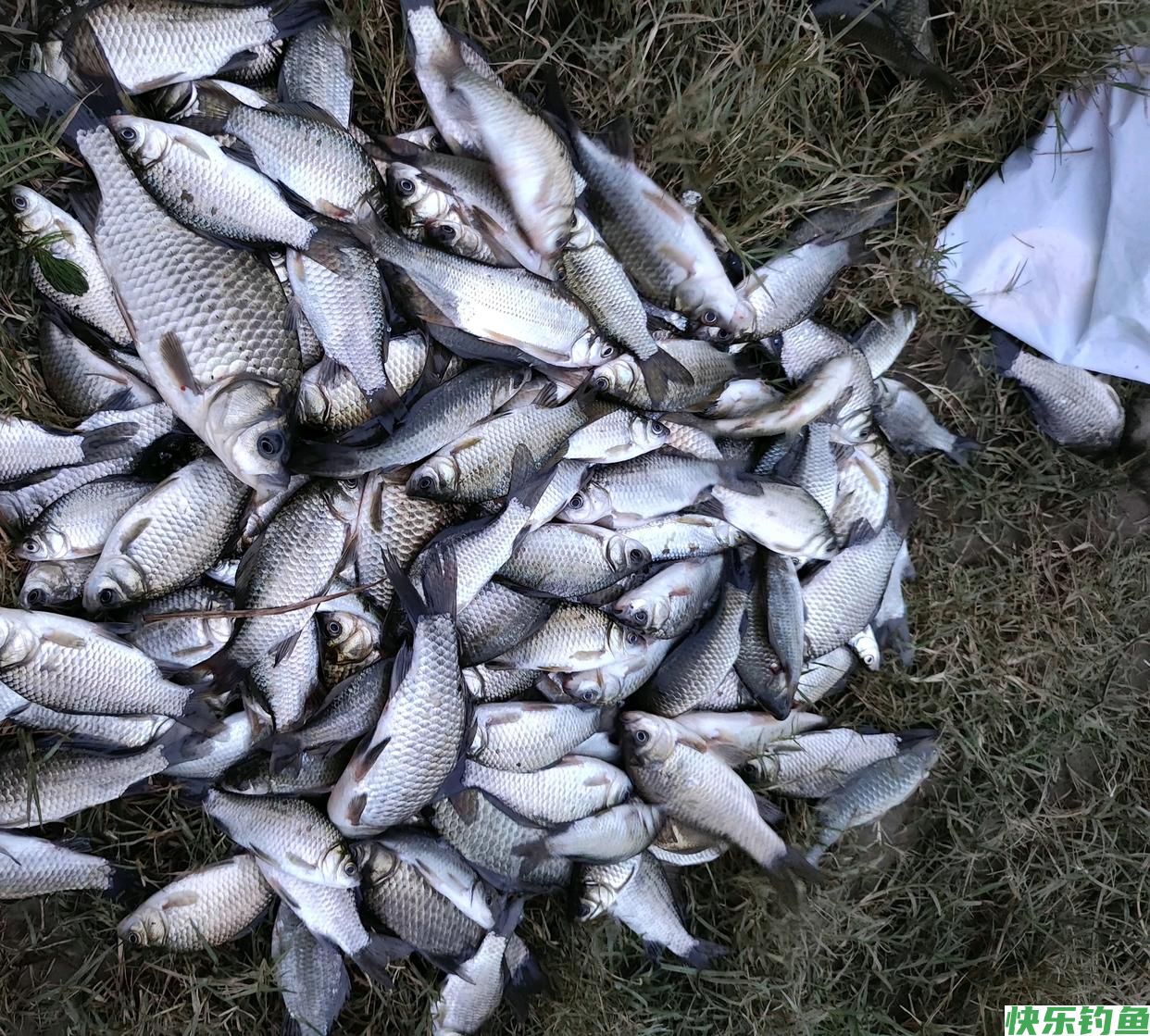 野钓鲫鱼的集中位置如何找？钓它要注意什么用什么饵钓？一次讲完(图5)