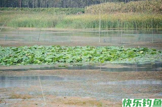 野钓鲫鱼的集中位置如何找？钓它要注意什么用什么饵钓？一次讲完(图4)