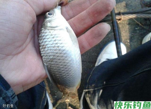 钓友应当知晓的冬季钓鱼五不钓(图2) 钓友应当知晓的冬季钓鱼五不钓(图2)