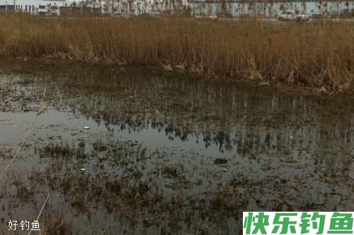 都说冬天钓鱼要钓草，可这几种草也不能钓(图2)