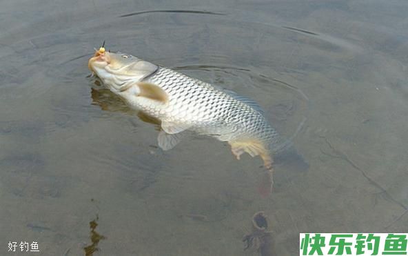 冬钓学这几招，让你每次钓鱼都满载而归(图1)
