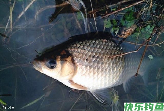 冬钓学这几招，让你每次钓鱼都满载而归(图2)