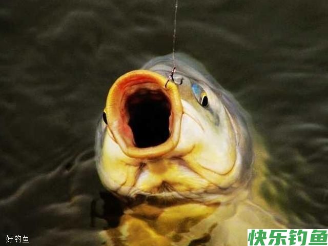 冬季钓鲫鱼的难点这样解决(图1)