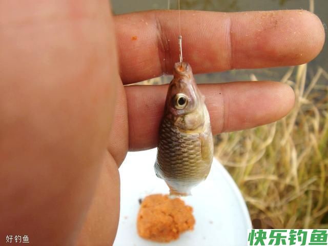 冬钓鲫鱼,选好钓位让你事半功倍(图2) 冬钓鲫鱼,选好钓位让你事半功倍(图2)