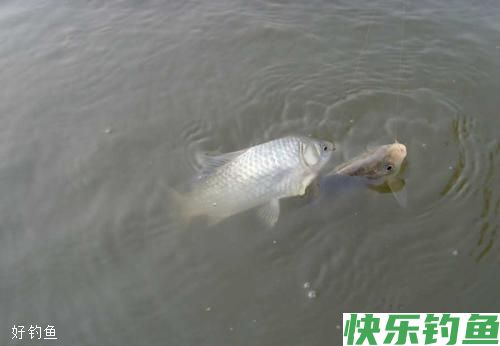冬钓阳应注意的3个细节(图2)