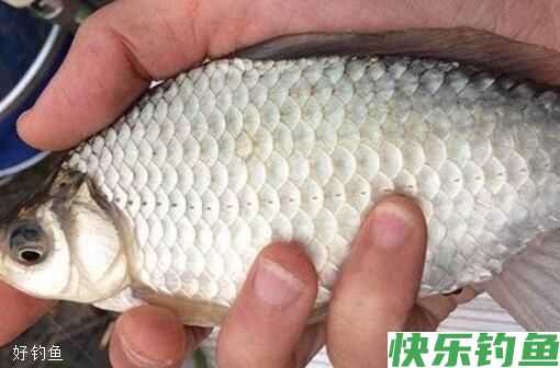 冬钓遇到鱼口轻，通过调漂来解决(图1)