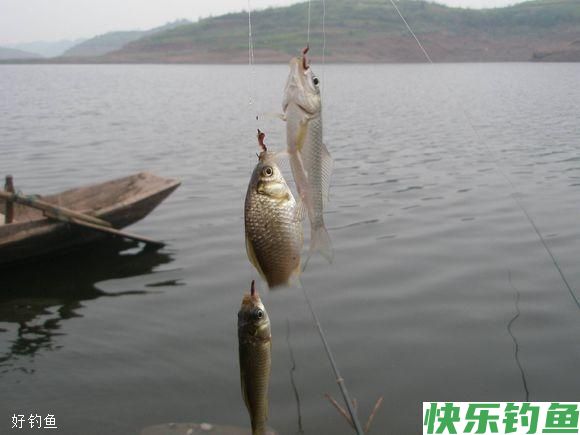 冬天这么钓鲫鱼你早该爆护了(图2)