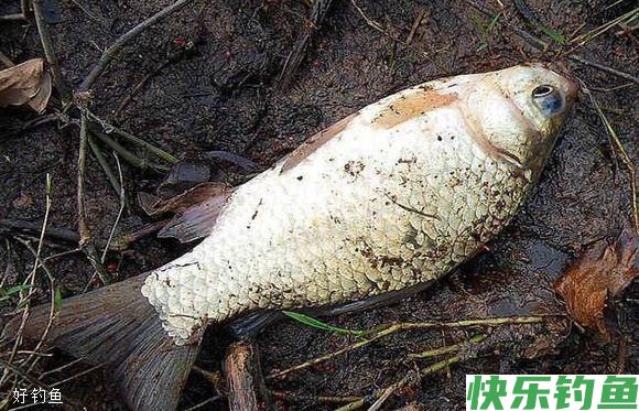冬天这么钓鲫鱼你早该爆护了(图1)