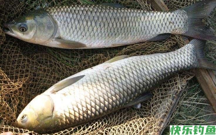 谁说草鱼必须钓浮？野钓草鱼还真不能跟大师学，钓底也有优势(图1)