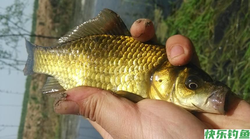 3招教你钓大鱼,野钓大板鲫不是梦(图1) 3招教你钓大鱼,野钓大板鲫不是梦(图1)