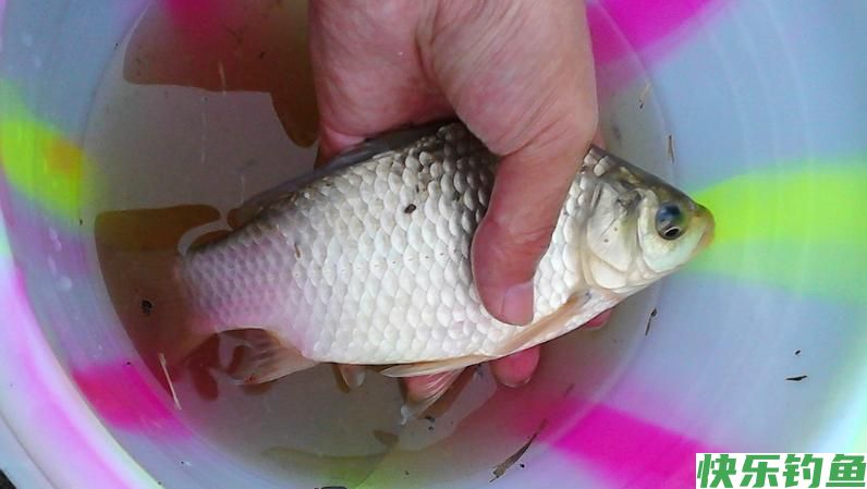 3招教你钓大鱼,野钓大板鲫不是梦(图4) 3招教你钓大鱼,野钓大板鲫不是梦(图4)