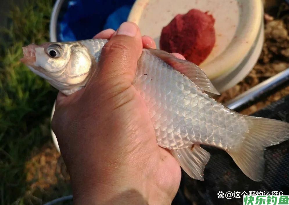 野钓如何选择一支合适的浮漂?明确这三点,加粗目也能调灵敏!(图6) 野钓如何选择一支合适的浮漂?明确这三点,加粗目也能调灵敏!(图6)