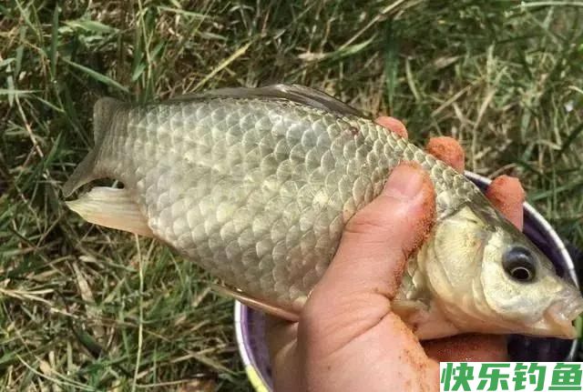 野钓鲫鱼打窝技巧和方法(图1) 野钓鲫鱼打窝技巧和方法(图1)