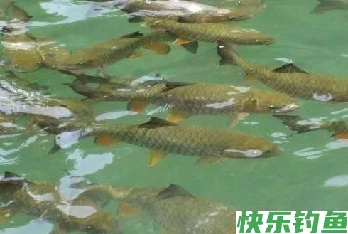 钓鱼找鱼道，不怕没鱼钓，在野钓中怎么精准找到鱼道？(图1)