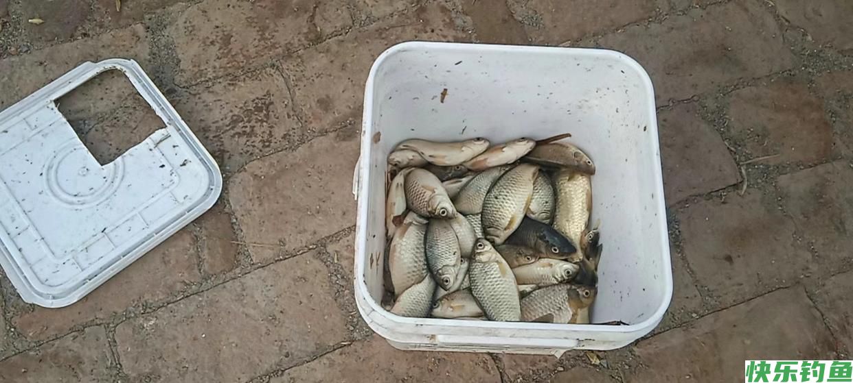 野钓鲫鱼爆护的秘诀，你要的爆护秘密在这里(图2)