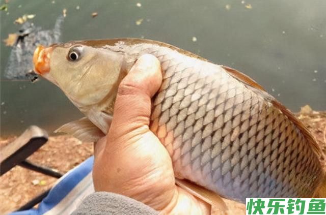 晚春野钓大鲤鱼技巧(图1) 晚春野钓大鲤鱼技巧(图1)