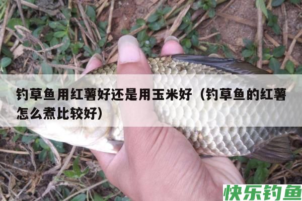 钓草鱼用红薯好还是用玉米好（钓草鱼的红薯怎么煮比较好）