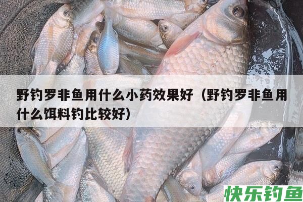 野钓罗非鱼用什么小药效果好(野钓罗非鱼用什么饵料钓比较好)(图1) 野钓罗非鱼用什么小药效果好(野钓罗非鱼用什么饵料钓比较好)(图1)