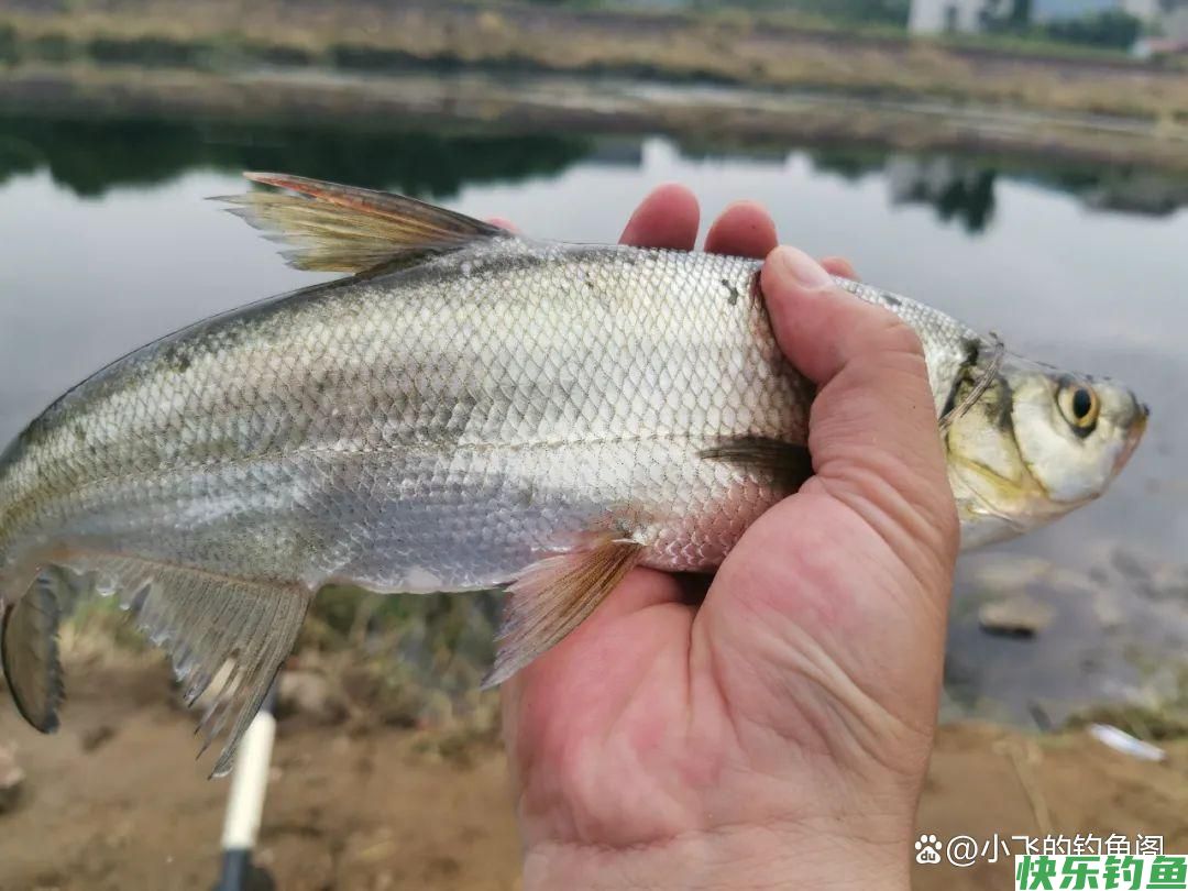 只钓2小时就能顶别人半天的鱼获！野钓务必选对合适的出钓时间(图5)