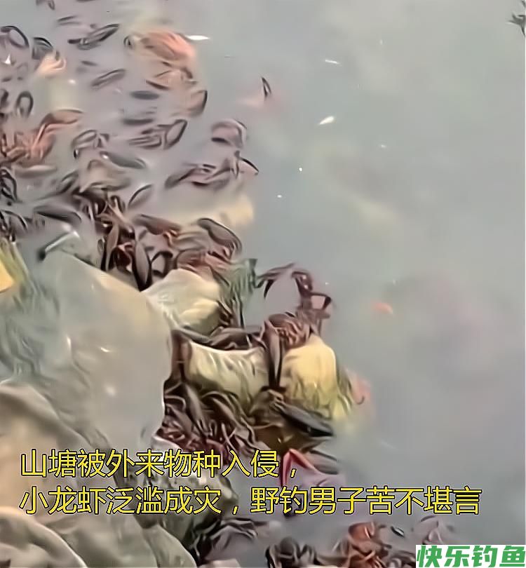 山塘被外来物种入侵，小龙虾泛滥成灾，野钓男子苦不堪言(图2)