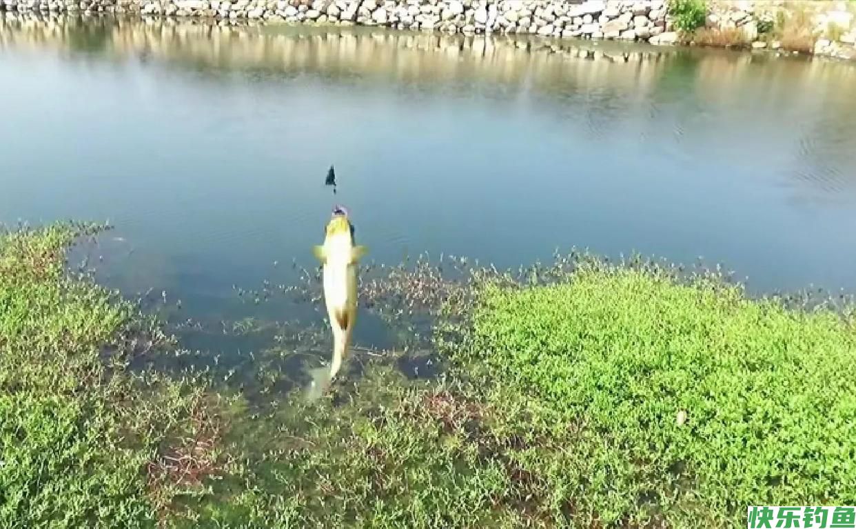 春季野钓鲫鱼，选择钓位并不难，就找这三种位置作钓！