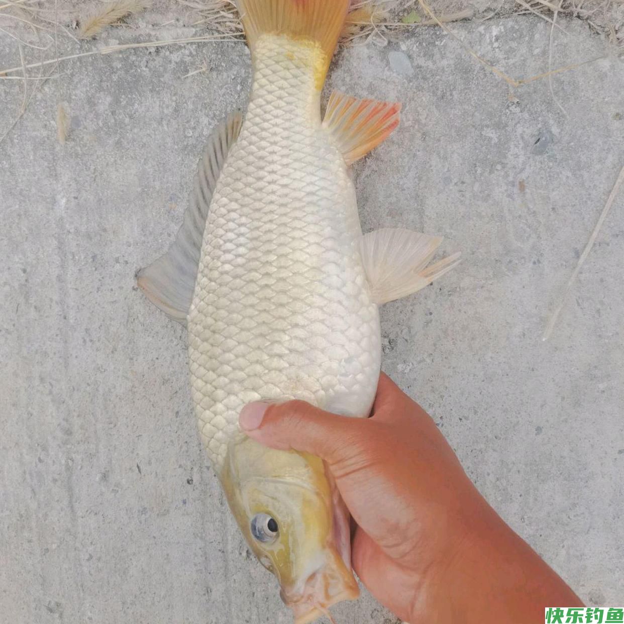 野钓：黄河鲤鱼怎么钓（开饵是关键）(图1)