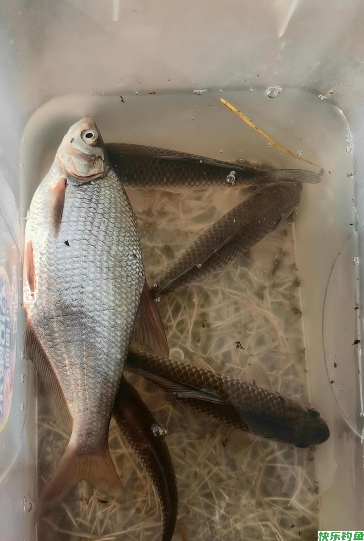 春季野钓，钓点，钓位如何选择（河流篇）(图5)