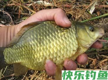 野钓一竿走天下？(图2)