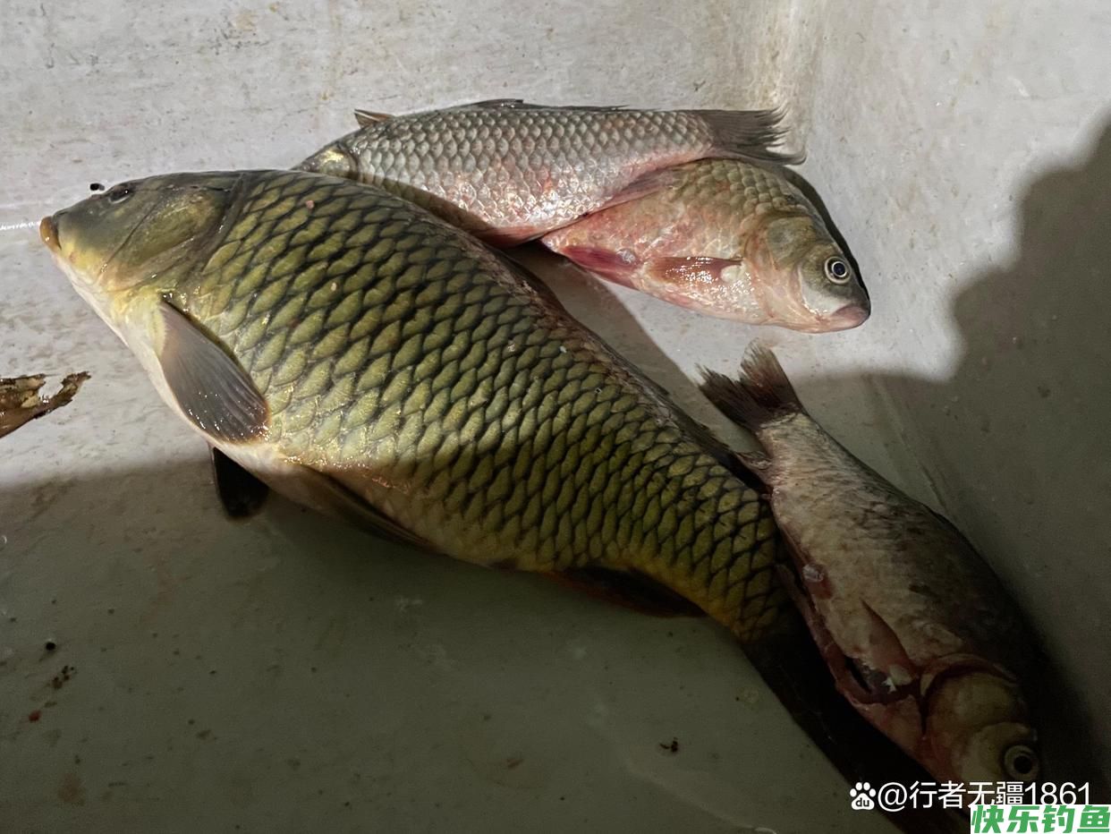 夏季野钓,为什么很多钓友都钓不到鱼?(图3) 夏季野钓,为什么很多钓友都钓不到鱼?(图3)
